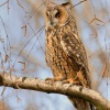 Kalous usaty - Asio otus - Long-eared Owl 5614